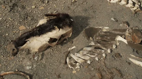 Cow Bones and Skull from Drought Famine Global Warming and Disease Stock Footage 36286318