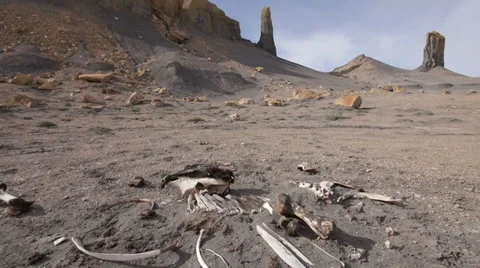 Cow Bones and Skull from Drought Famine Global Warming and Disease Stock Footage 36347983
