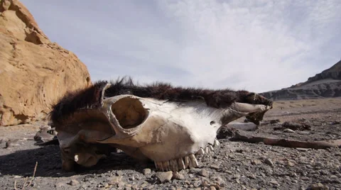 Cow Bones and Skull from Drought Famine Global Warming and Disease Stock Footage 36409184