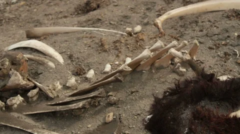 Cow Bones and Skull from Drought Famine Global Warming and Disease Stock Footage