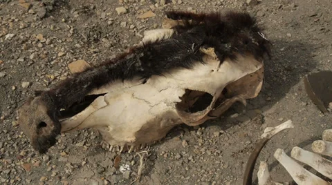 Cow Bones and Skull from Drought Famine Global Warming and Disease Stock Footage 36426876