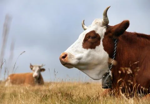 Cow, bos primigenius taurus Stock Photos