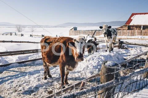 Cow Breathing in Winter Stock Photos