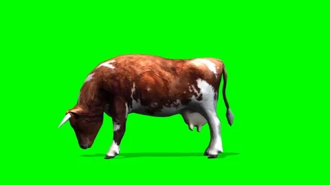 Cow - brown cow eats motion - isolated  green screen Stock-Footage 74688703