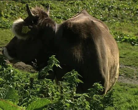 COW brown cow 動画素材 18891332