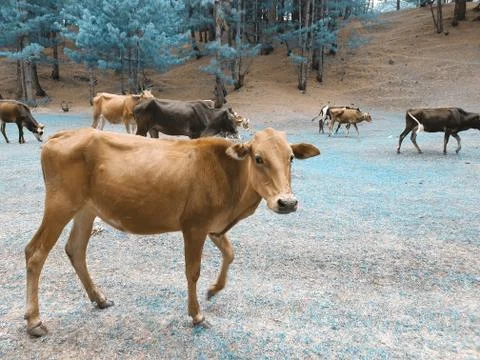 Cow brown Stock Photos