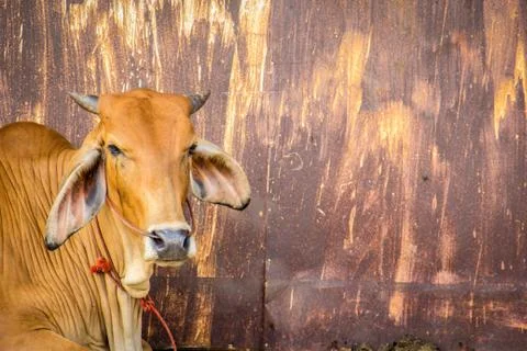 Cow brown with rust wall. Stock-Fotos