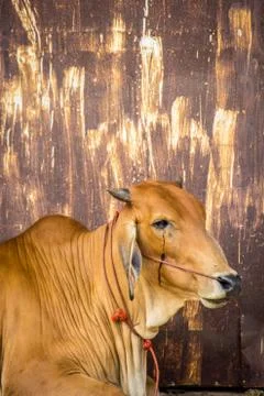 Cow brown with rust wall. Stock Photos
