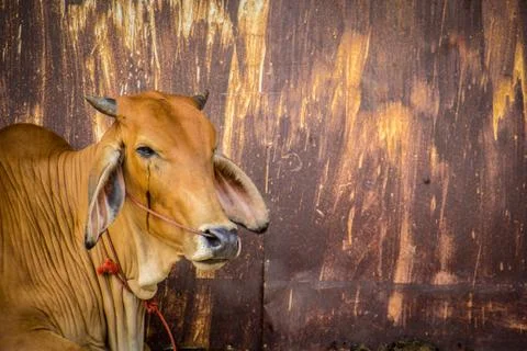 Cow brown with rust wall. Stock Photos
