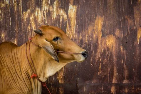 Cow brown with rust wall. Stock Photos