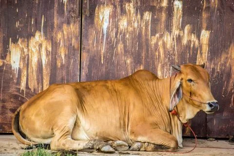 Cow brown with rust wall. Stock Photos