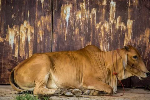 Cow brown with rust wall. Foto stock