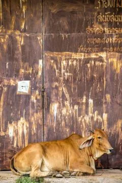 Cow brown with rust wall. Stock-Fotos