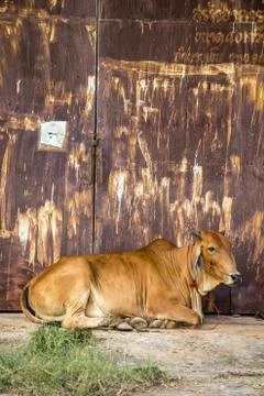 Cow brown with rust wall. Stock Photos