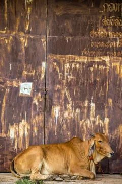 Cow brown with rust wall. Stock Photos