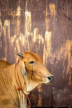 Cow brown with rust wall. Stock Photos