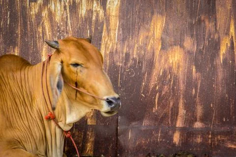 Cow brown with rust wall. Stock Photos