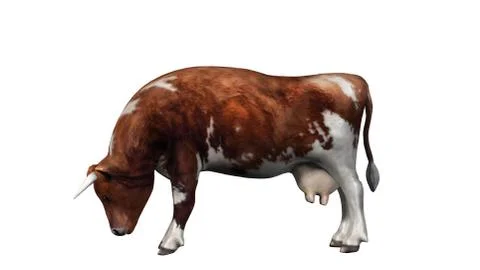 Cow - brown white cow - isolated on white background Stock-Illustration