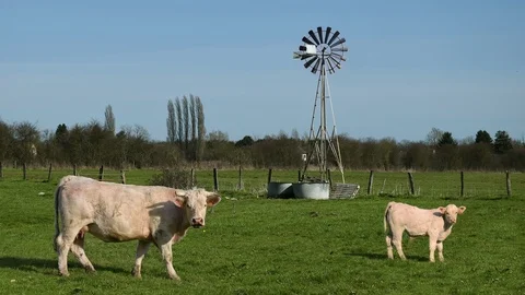Cow, calf and wind pump Stock Footage 87301300