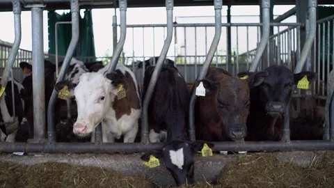 Cow calf eats feed on a natural milk farm. Video stock 137822602