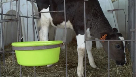Cow calf eats feed on a natural milk farm Stock Footage 137822674