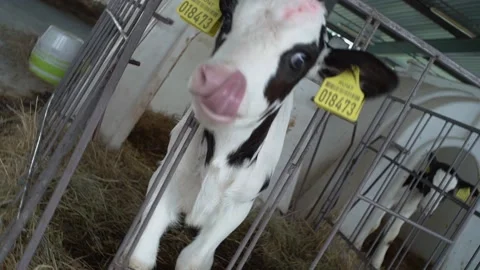 Cow calf eats feed on a natural milk farm Video stock 137822729