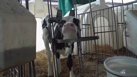 Cow calf eats feed on a natural milk farm Video stock 137822746