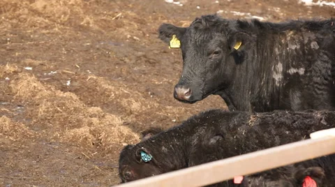 Cow with calf on a farm Stock Footage 43166403