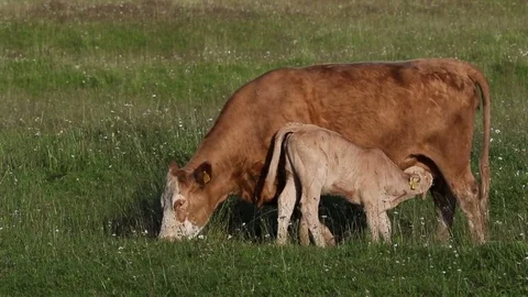 Cow, calf Stock Footage 80240760