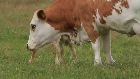 Cow with calf Stock Footage 99032511