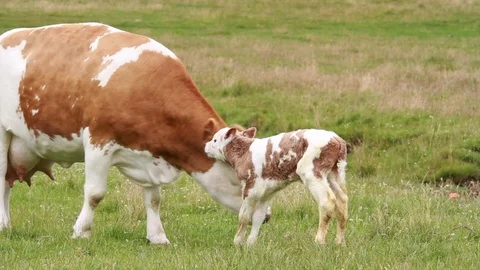 Cow Calf Stock Footage 99247771
