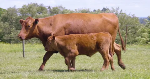 Cow with calf. Vídeo Stock 151597269