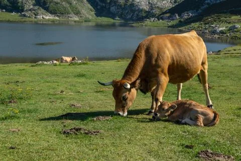 Cow with calf grazing in the lakes of Covadonga Spain Stock Photos