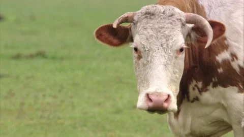 Cow with calf is looking in the camera Stock Footage 273463059