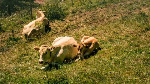 Cow with calf lying down Stock Photos