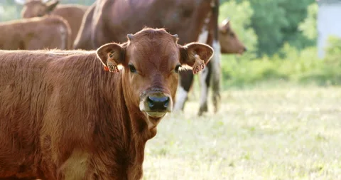Cow calf in meadow Stock Footage 196973459