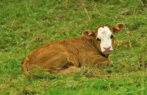 Cow, calf Stock Photos