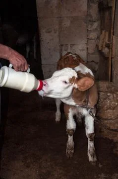 Cow Calf Stock Photos