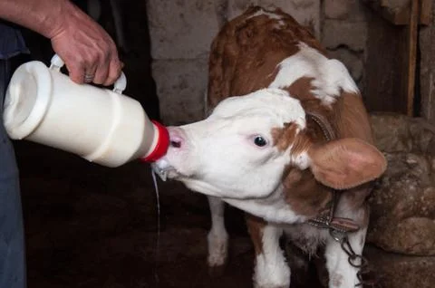 Cow Calf Stock Photos