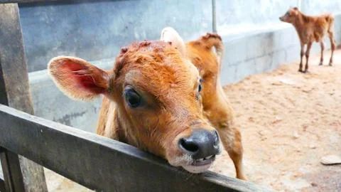 Cow calf Stock Photos