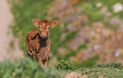 Cow calf posing in front of the camera Stock Photos