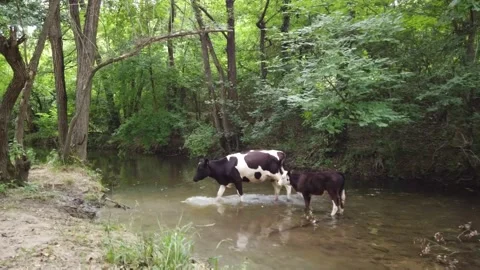 Cow with calf in river Stock Footage 136053952