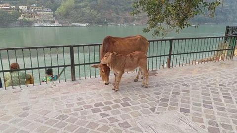 A cow with calf on the streets of Rishikesh Stock Photos