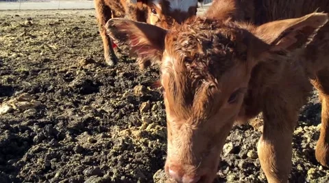 Cow with calf taking first steps in the morning light HD  Stock-Footage 68710901