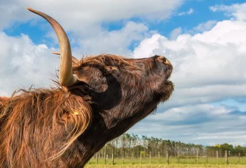 Cow call Stock Photos