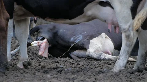 Cow calving. A cow lay down is ready to give birth on a dairy farm.  Stock Footage 114579657