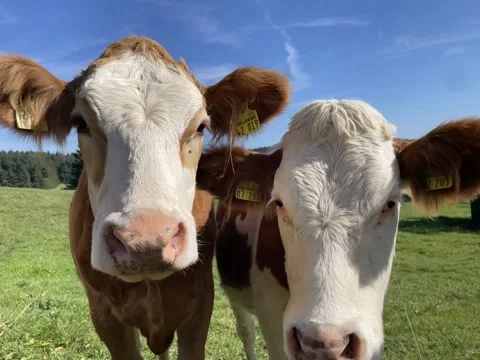 The cow came close to the camera. Close-up. The animal grazes in the meadow Stock Footage 308412725