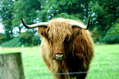 Cow in Captivity Stock Photos