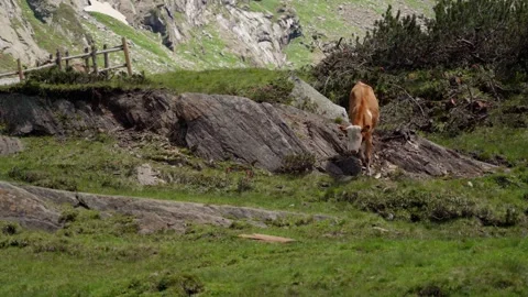 Cow carefully walking down a rock while the other cow is watching her Stock Footage 283567621