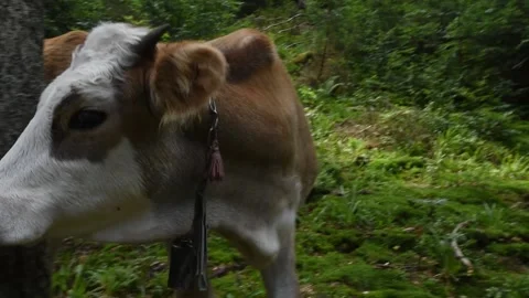 Cow in Carpathian forest Stock Footage 218112651